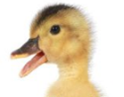 lame-duck-2